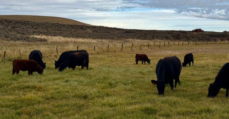 Kruger Cattle LLC — pasture-raised beef in 20601 Rocklyn Road N Davenport, WA