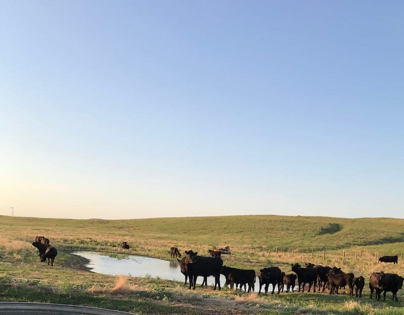 LaRae Thompson — pasture-raised beef in Brady, NE