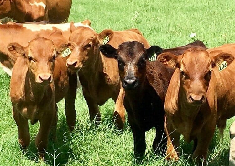 Lazy A Ranch — pasture-raised beef in Bellville, TX