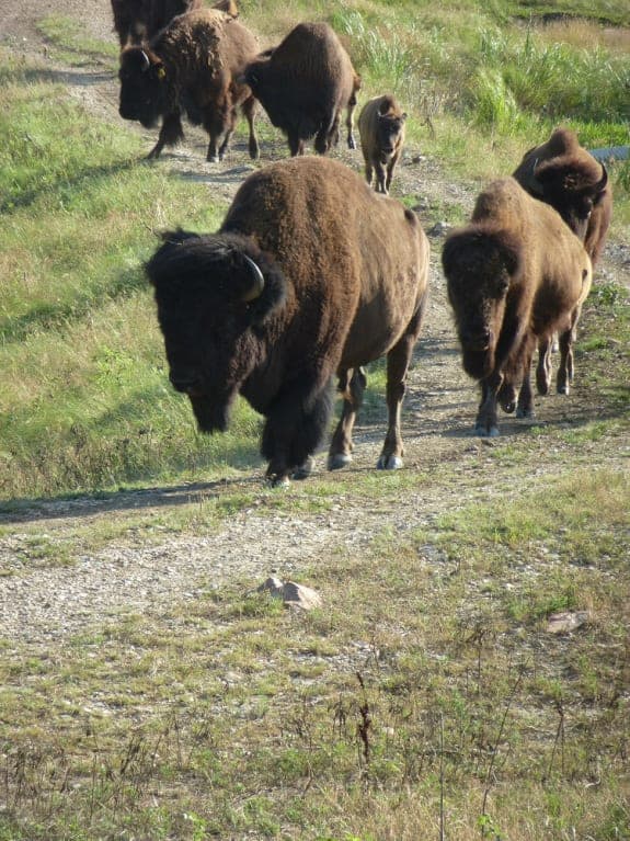 Lazy Heart D — pasture-raised beef in Westmoreland, KS