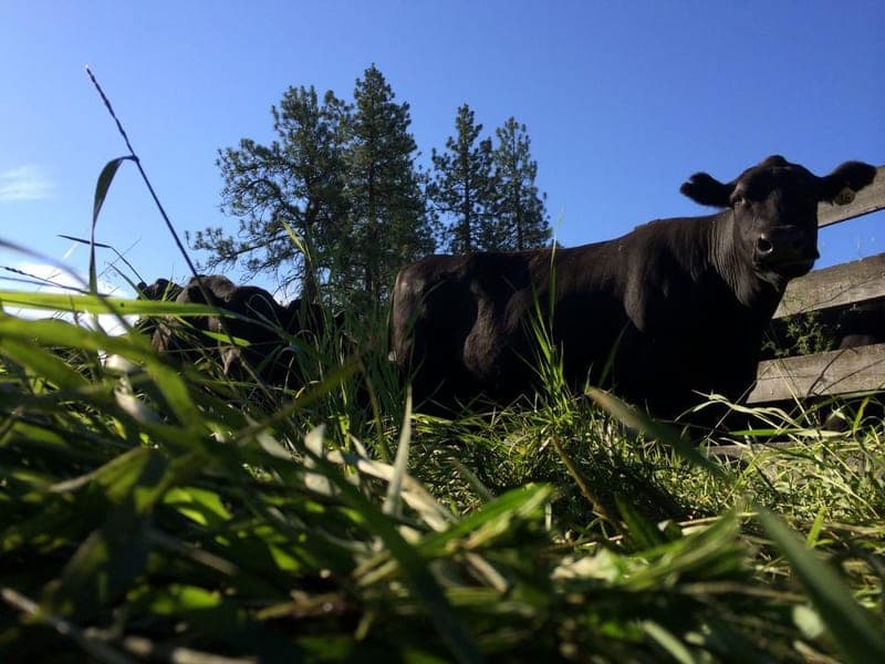 Lazy R Ranch — pasture-raised beef in Cheney, WA
