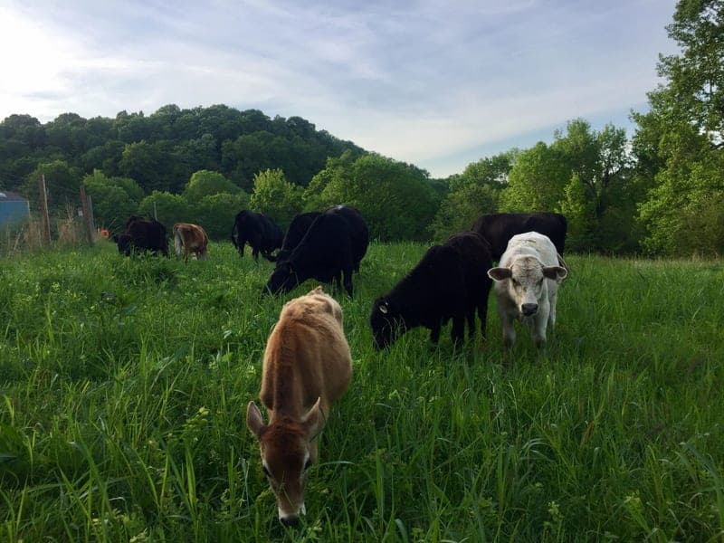 Liberty Trace Farm — pasture-raised beef in Hampshire, TN