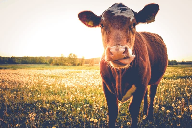 Livingston Farms — pasture-raised beef producer in Saint Johns, Michigan