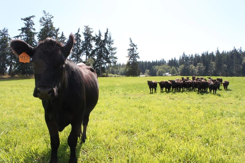 Long Family Farm — pasture-raised beef in Clinton, WA