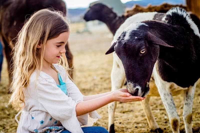 Long Shadow — pasture-raised beef in Berthoud, CO
