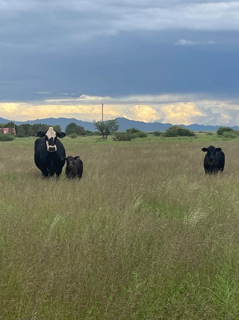 M Triangle Ranch — pasture-raised beef in Bonita, AZ