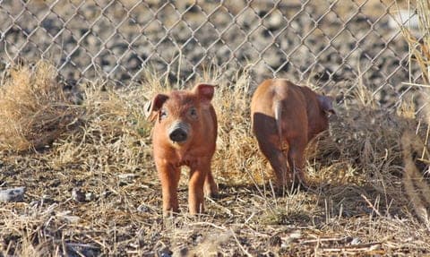 Malheur River Meats — pasture-raised beef in OR