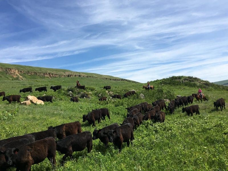 McKamey West — pasture-raised beef in Great Falls, MT