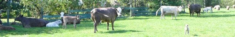Meadow Harvest — pasture-raised beef in Nehalem, OR