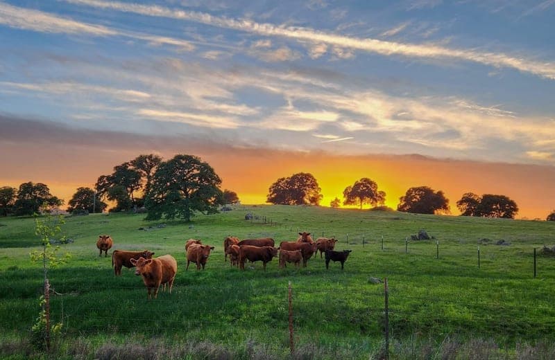 Meadow Oaks Ranch — pasture-raised beef in Cameron, NC
