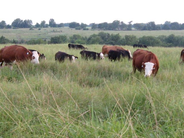 Mettenburg Farm — pasture-raised beef in Princeton, KS