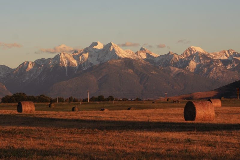 Montana Brooks Beef — pasture-raised beef in Ronan, MT