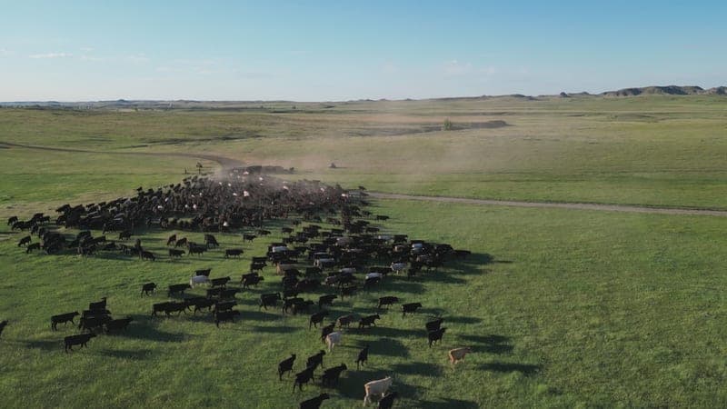Montana Legacy — pasture-raised beef in Ekalaka, MT