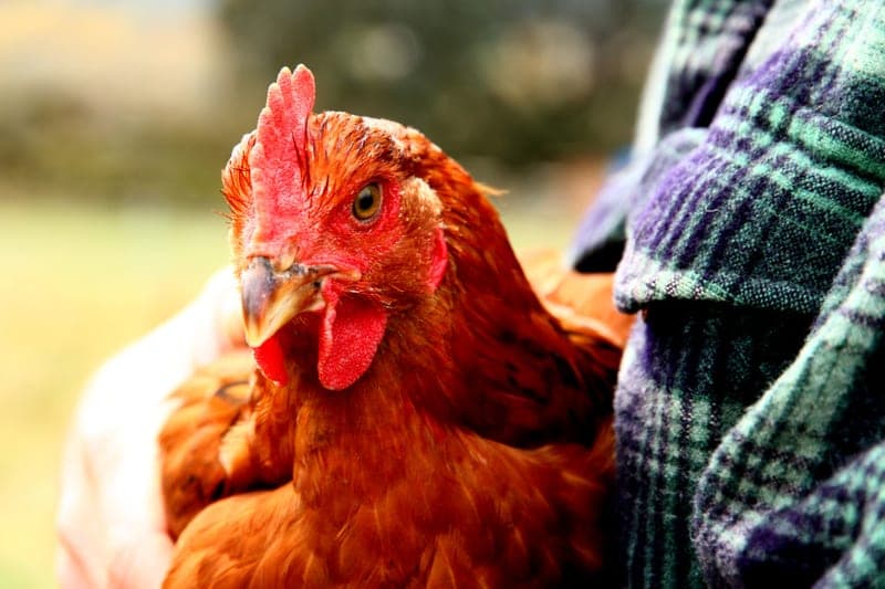 Moomaw Family Farm — pasture-raised beef in Oregon City, OR