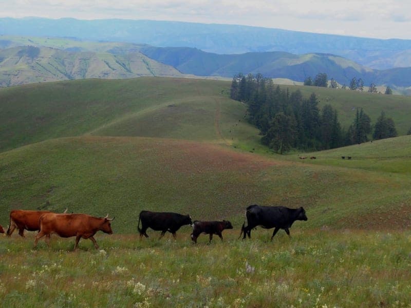 Mountain Beef — pasture-raised beef in Wallowa, OR