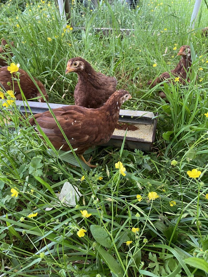 Mountain Meadows Farm — pasture-raised beef in Hatfield, AR