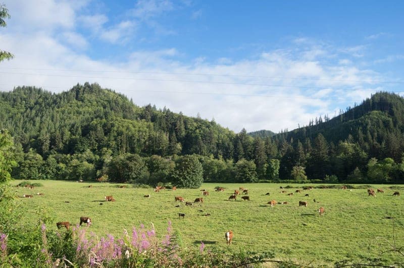 Nehalem River Ranch — pasture-raised beef in Nehalem, OR