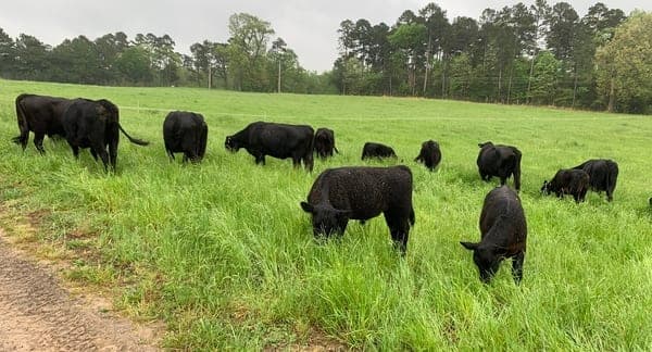New Dawn Farm — pasture-raised beef in Cove, AR