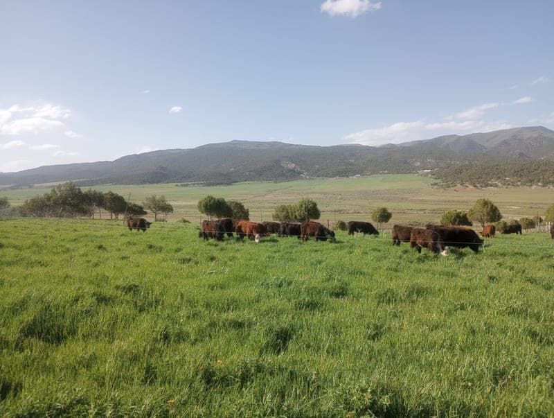 Nick & Amy's Farm — pasture-raised beef in New Castle, CO