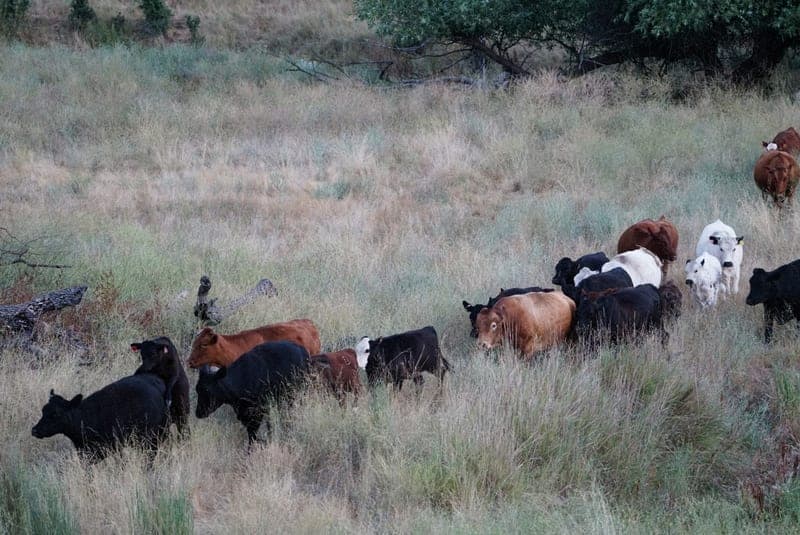 Nick Ranch Grass Fed Beef — pasture-raised beef in Pozo, CA