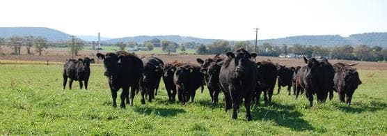 Nick's Organic Farm — pasture-raised beef in Adamstown, MD