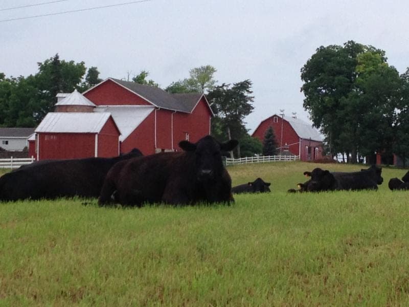 Oak Row Angus Cattle — pasture-raised beef in Ionia, MI