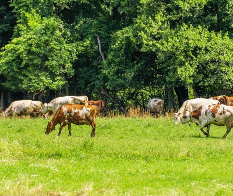 Oake Knoll Farms, a licensed raw milk retailer — pasture-raised beef in Foxboro, MA
