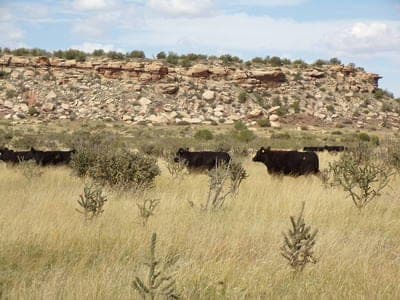Ortiz Ranch — pasture-raised beef in Newkirk, NM