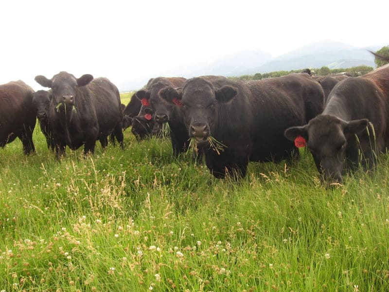 Oswald Cattle Company — pasture-raised beef in Cotopaxi, CO