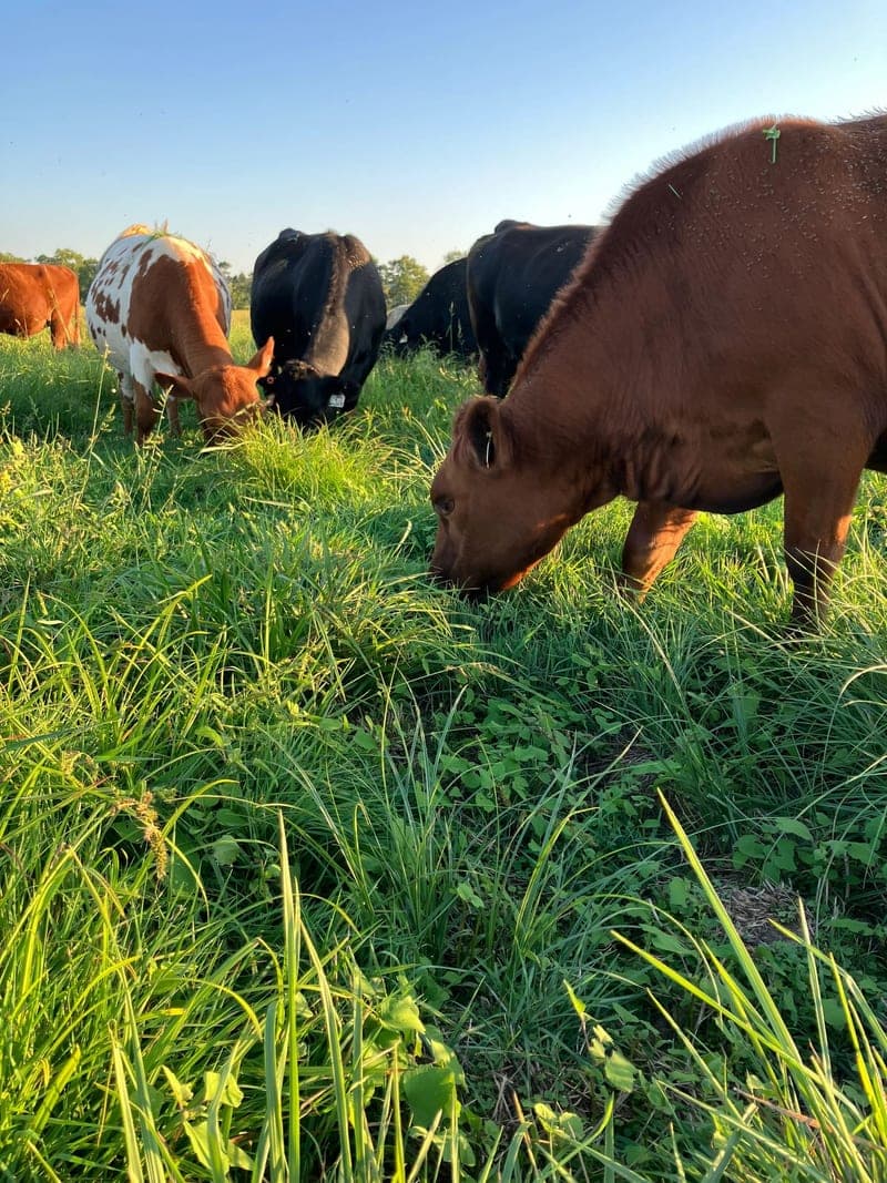 Ozark Pasture Beef — pasture-raised beef in Fayetteville, AR
