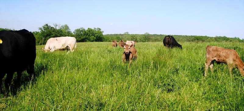 Pannill's Gate Farm — pasture-raised beef in Culpeper, VA