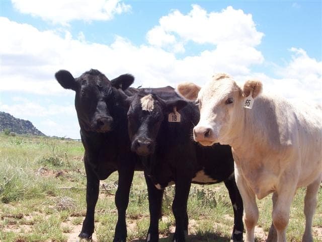Pino Creek Ranch — pasture-raised beef in Newkirk, NM