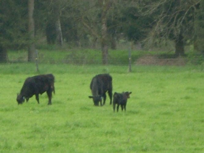 PnD Organic Beef — pasture-raised beef in Chehalis, WA