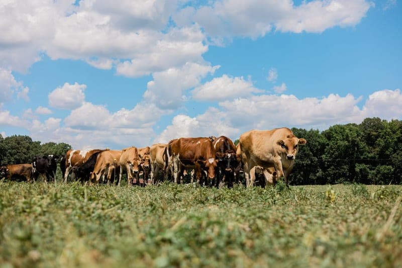 Powers Farm — pasture-raised beef in Townsend, DE