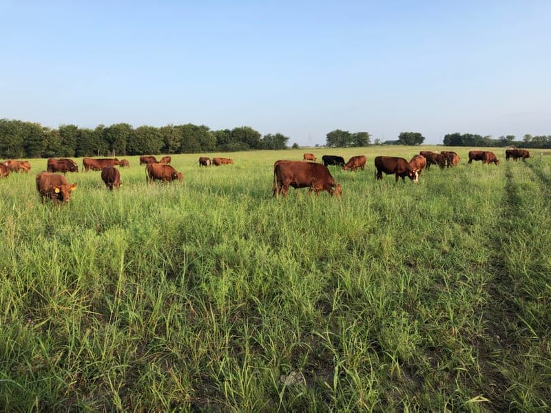 Prairie Farmstead — pasture-raised beef in OK