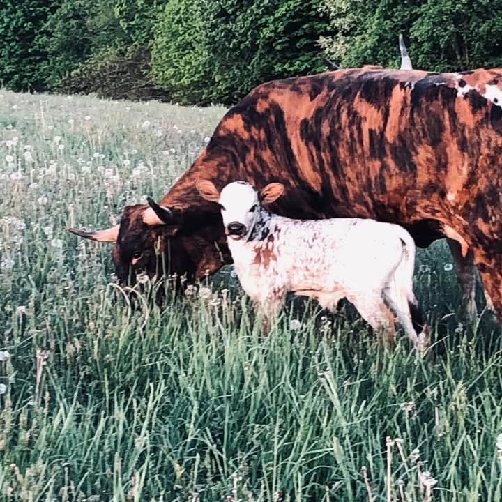 Premium Quality Longhorn BEEF — pasture-raised beef producer in Perrysville, Ohio