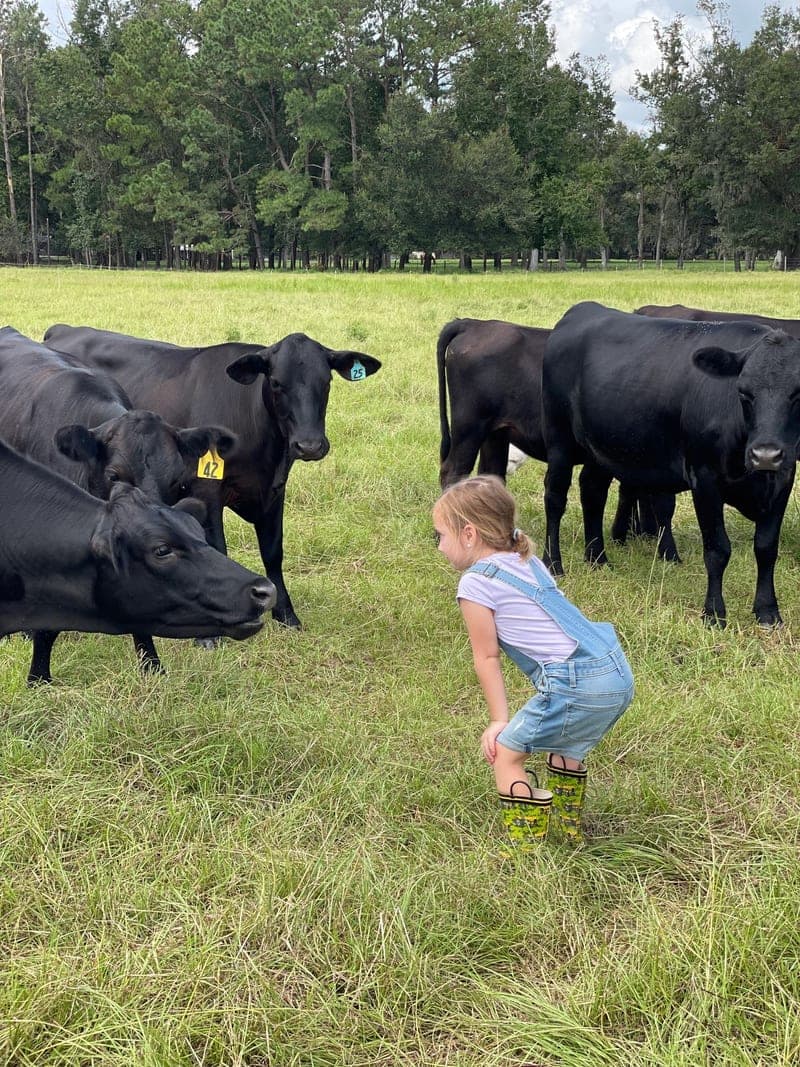 Price Creek Farm — pasture-raised beef in Lake City, FL