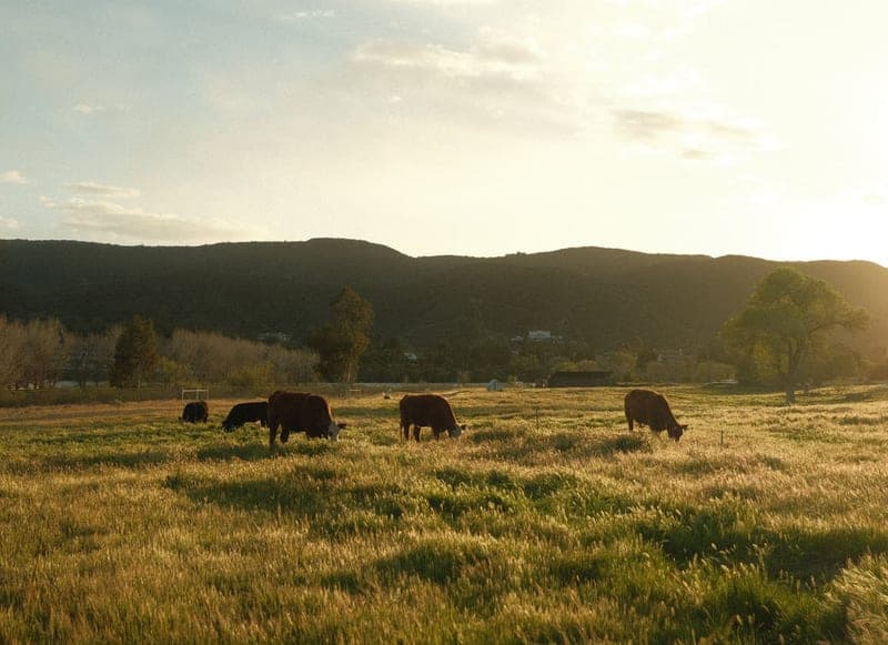 Primal Pastures — pasture-raised beef in Murrieta, CA