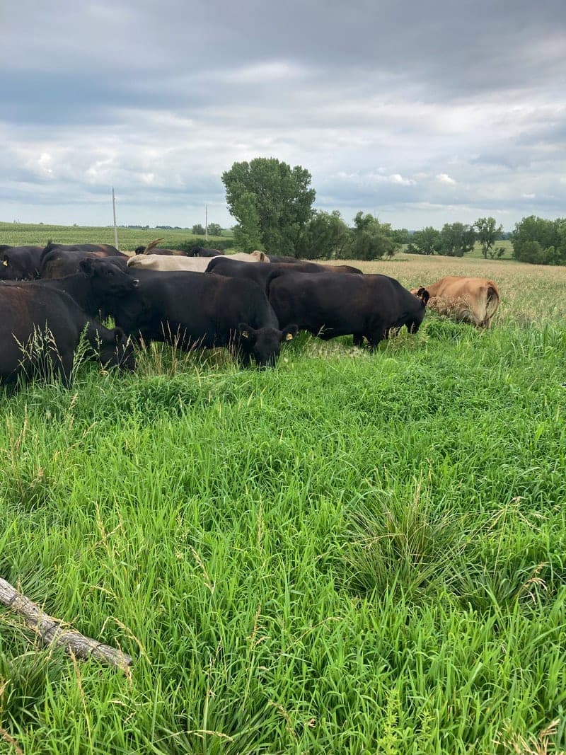 Prime Grass Farm — pasture-raised beef in Bern, KS