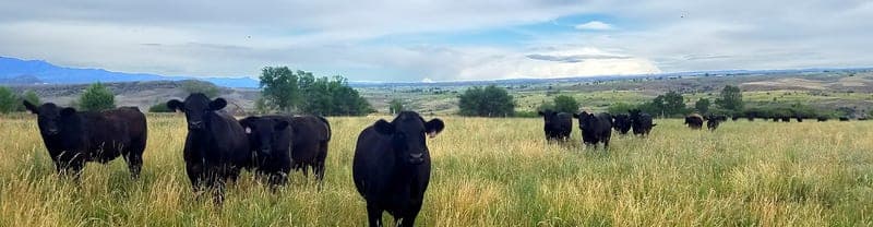 Princess Beef — pasture-raised beef in Hotchkiss, CO