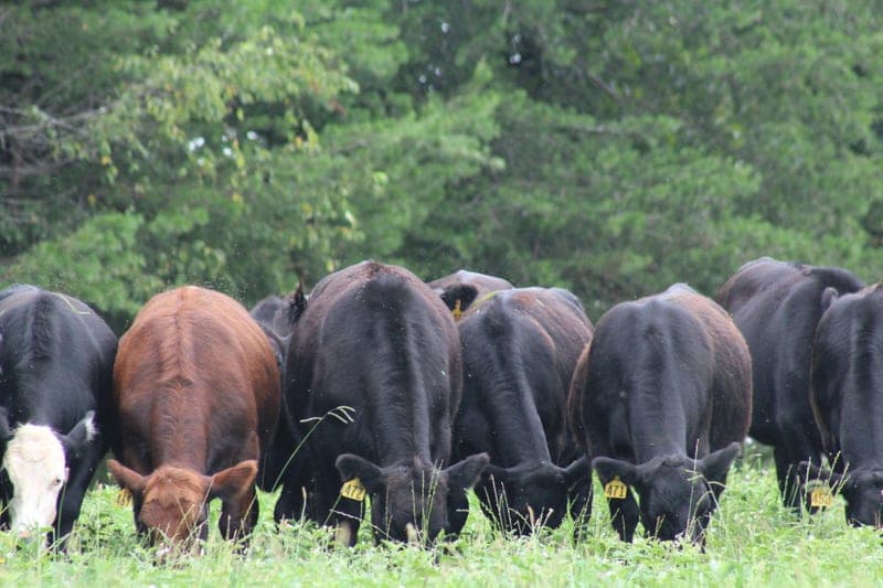 Proffitt Family Farms — pasture-raised beef in Kings Mountain, NC