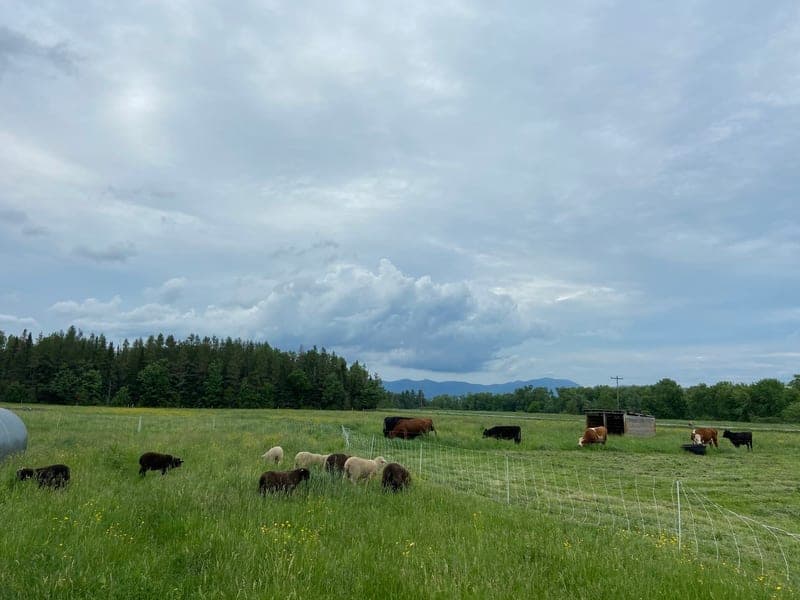 Prospect Farm — pasture-raised beef in Lunenburg, VT