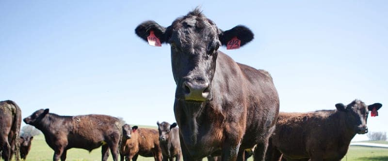 Rafter W Ranch, LLC — pasture-raised beef in Simla, CO