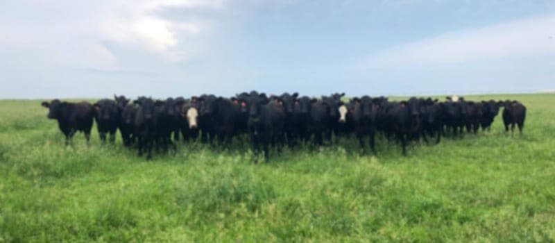 Redger Farms — pasture-raised beef in Plains, KS