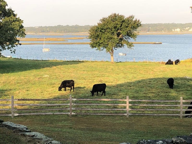 River Rock Farm — pasture-raised beef in South Westport, MA