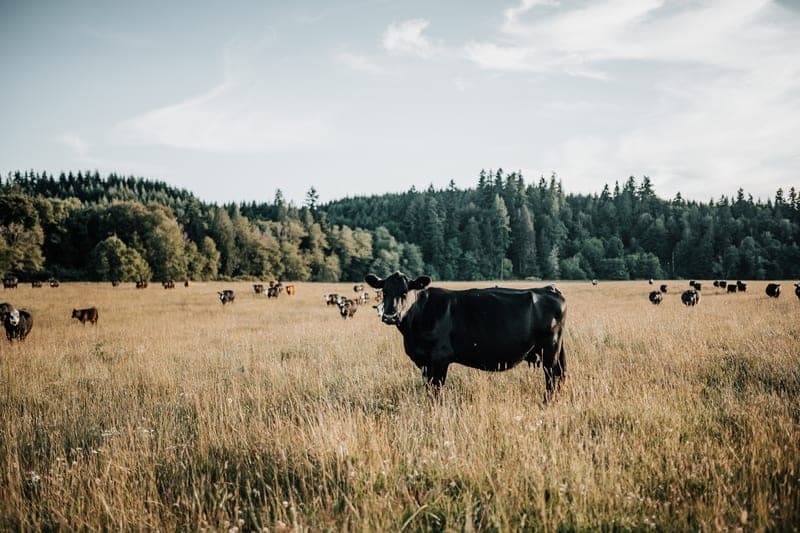 Riverbend Ranch — pasture-raised beef in Tenino, WA