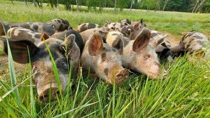 Rocky Oak Farms — pasture-raised beef in Albion, MI