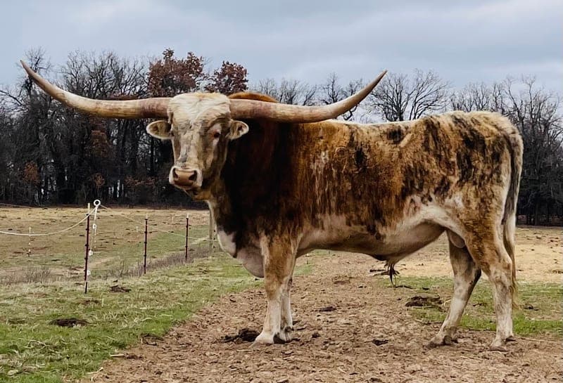 RVR Longhorns — pasture-raised beef in Crescent, OK