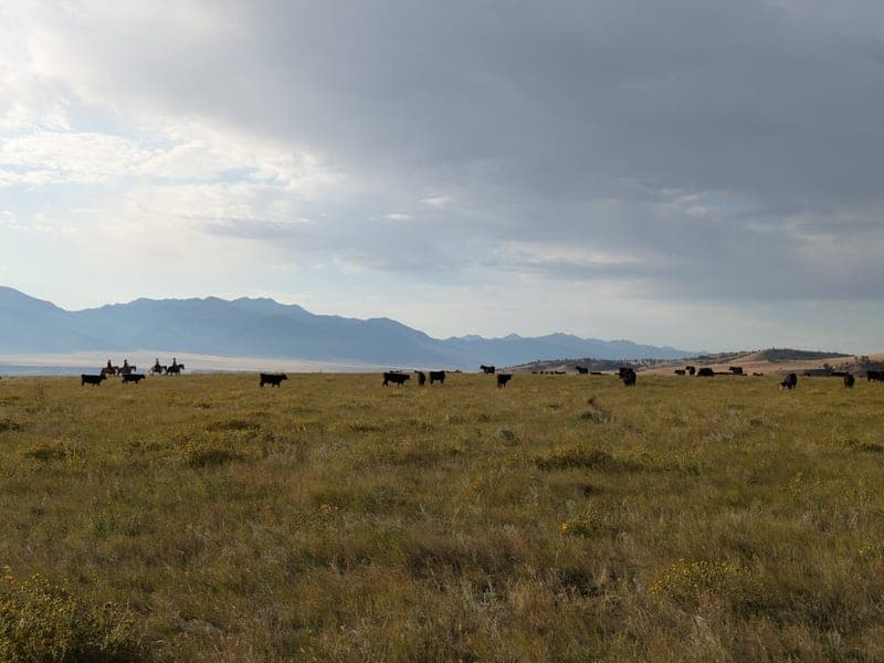 Sacred Pine Ranch — pasture-raised beef in Madison County, MT