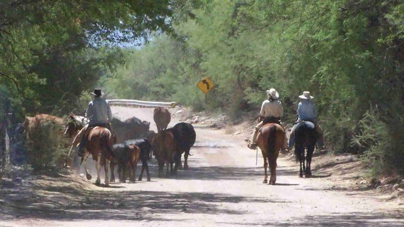 Saguaro Juniper — pasture-raised beef in Cascabel, AZ